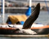 Gull_2_1.jpg