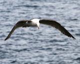 Gull_2_2.jpg
