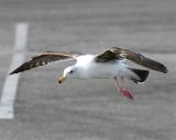 Gull_2_3.jpg