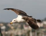 Gull_2_5.jpg