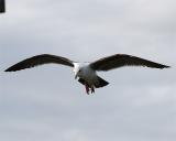 Gull_4.jpg