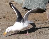 Gull_5.jpg