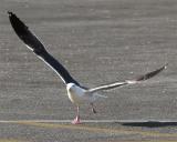 Gull_6.jpg
