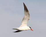 Caspian Tern
