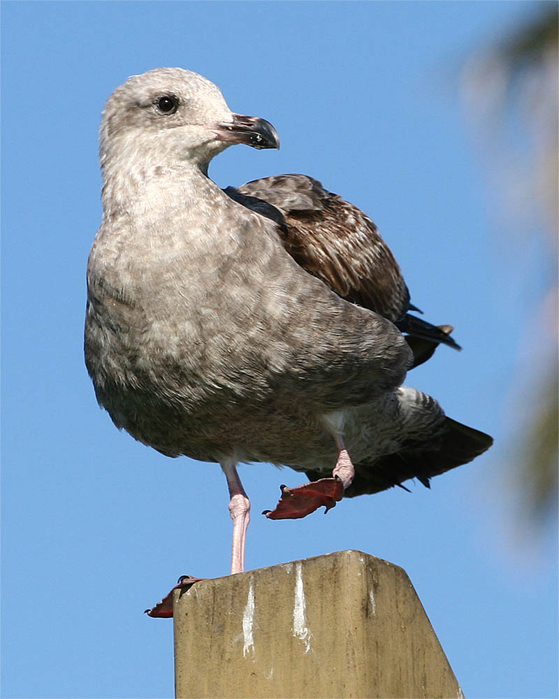 Gull_1.jpg