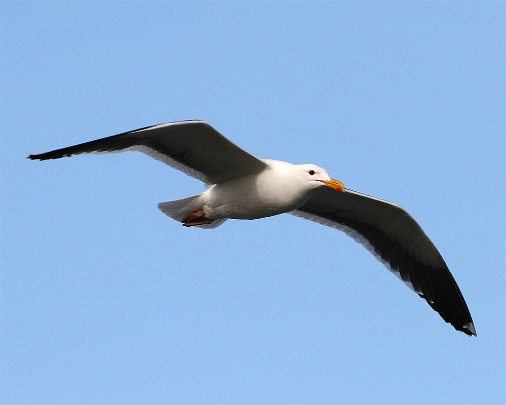Gull_1_5.jpg