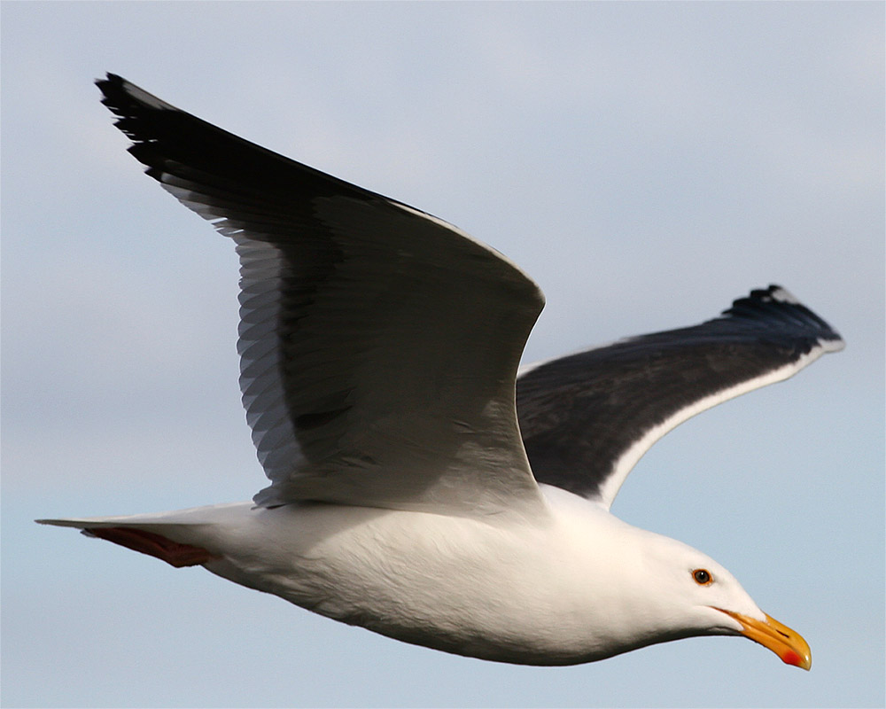 Gull_1_6.jpg
