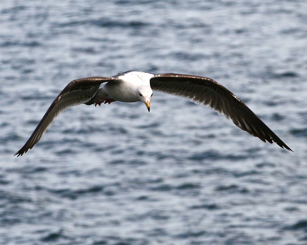 Gull_2_2.jpg