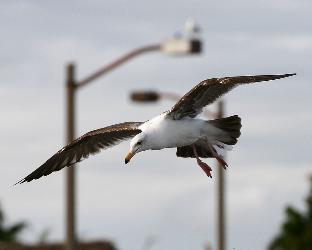 Gull_2_4.jpg