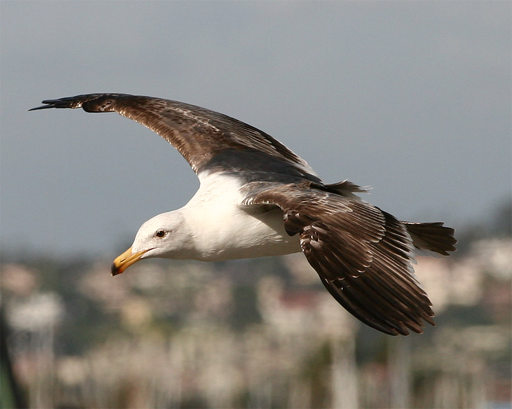 Gull_2_5.jpg