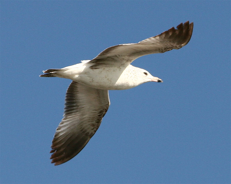 Gull_3.jpg