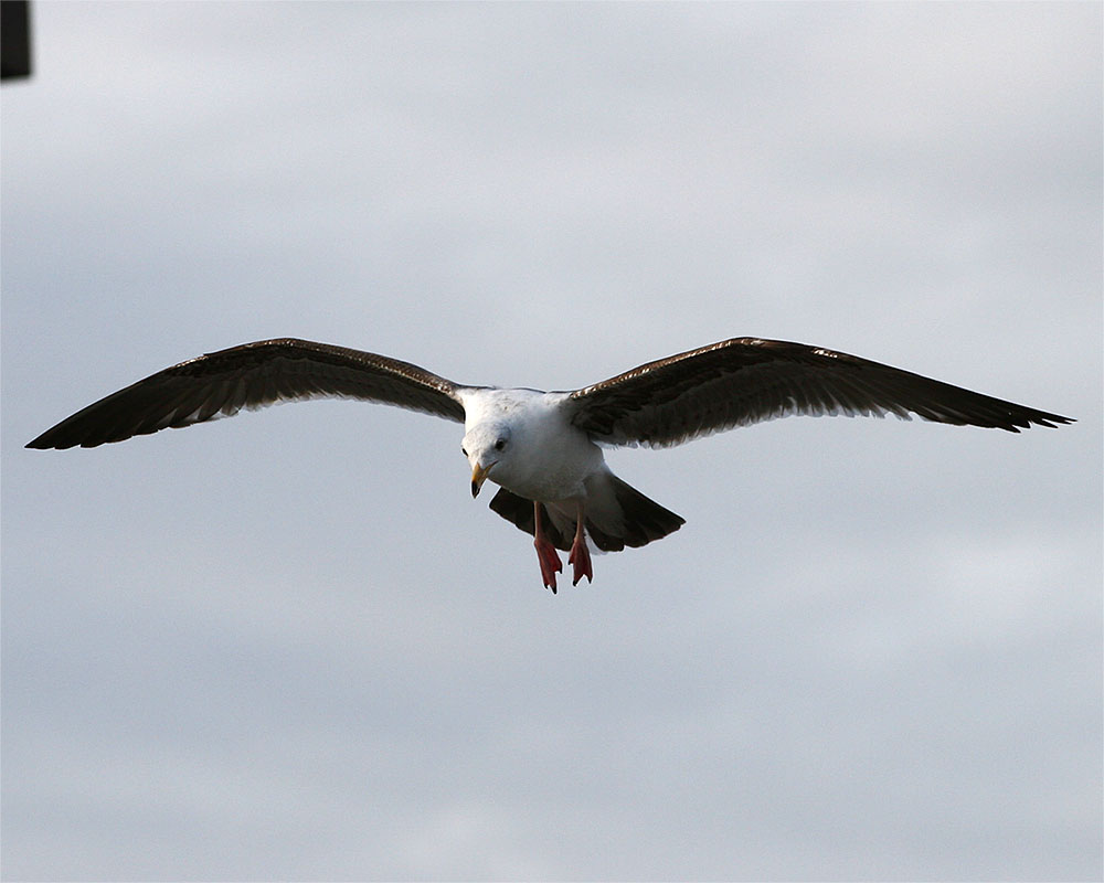 Gull_4.jpg