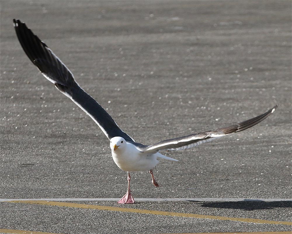 Gull_6.jpg
