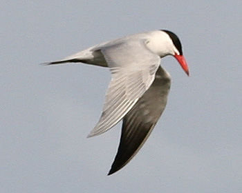 Caspian Tern
