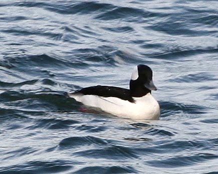 Bufflehead