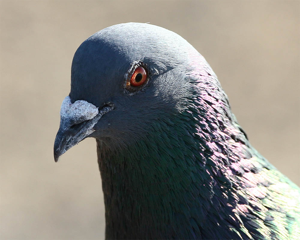 WingedRat_2.jpg