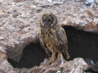 Short-eared Owl - Genovesa Island