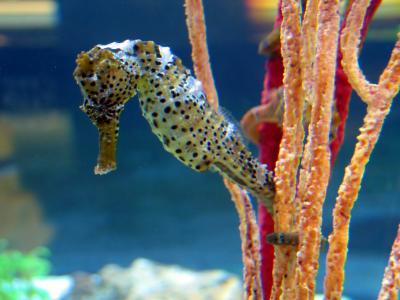 Seahorse