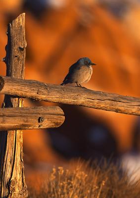 Bird on Fence