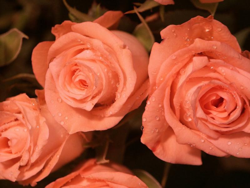 Roses 1.jpg