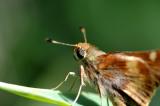 Butter fly/not butterfly