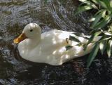 white duck.jpg