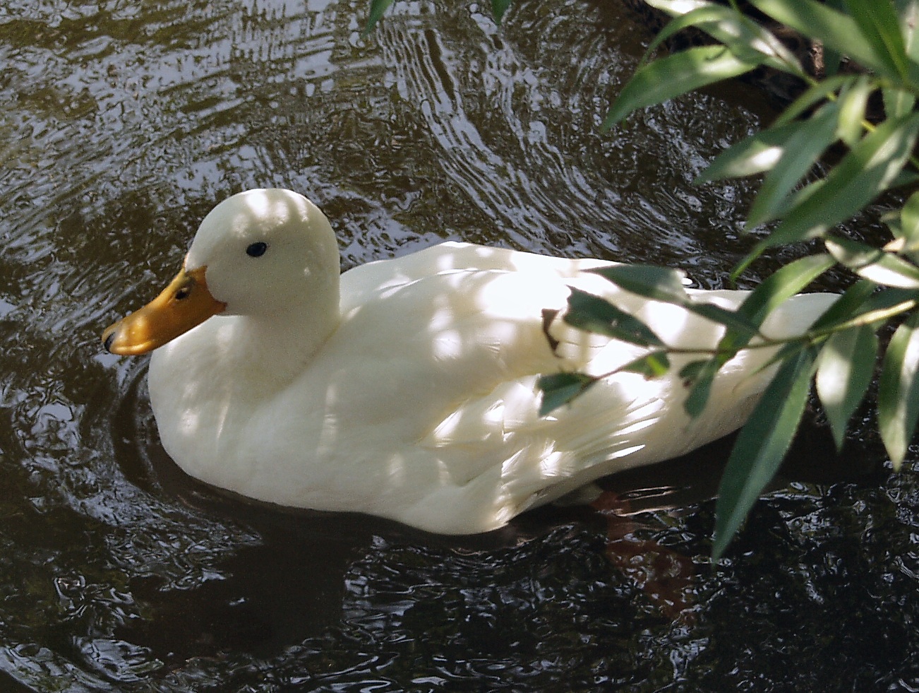 white duck.jpg