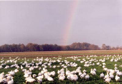 snowgeese, westham island, b.c.