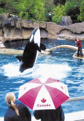 killer whale, last performance at aquarium