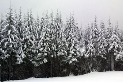 snow, coquitlam