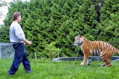 tiger3
