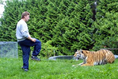 tiger6