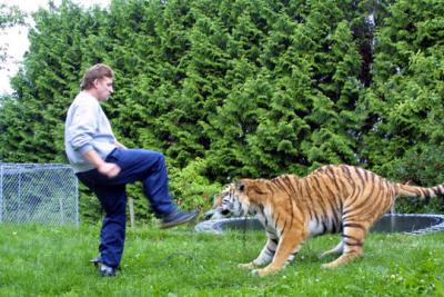 tiger4