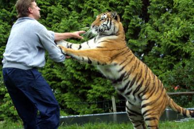 tiger2
