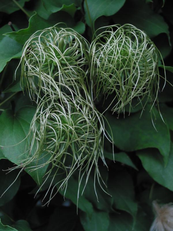 2437-Luther Burbank Seedheads