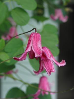 CRW_2401.jpg