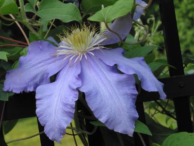 2432-Mrs. Cholmondeley