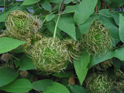 2440-Nellie Moser Seedheads