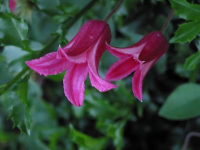 CRW_2447.jpg