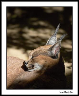 Wildlife