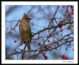 Waxwing