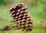 pinecone