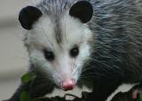 Opossum Face