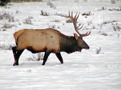 Winter feeding Elk II