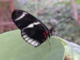 Heliconius sara