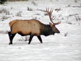 Winter feeding Elk II