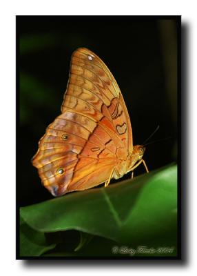 Orange-butterfly.jpg