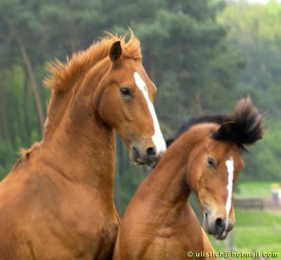 Berlin horses