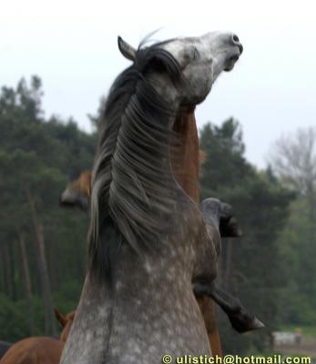 Berlin horses