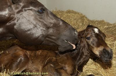 See all Pictures of Razzi's birth at :http://www.geocities.com/saucierfarm/index1.html
